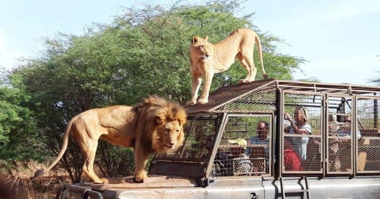🐘 Safari à la Réserve de Bandia : Faune sauvage à 15 minutes de Saly